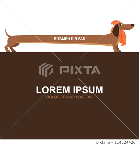 Dachshund concept background with dog long basset domestic pet and empty place for personal text 114524420