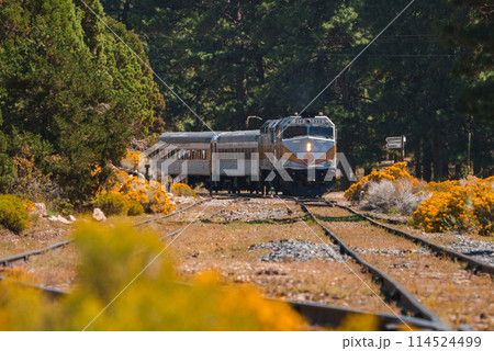 Passenger train in silver and blue hues travels on railway tracks surrounded by vibrant yellow wildflowers and greenery. Lush forest landscape with clear blue skies. Passenger train in silver and blue hues travels on railway tracks surrounded by vibrant yellow wildflowers and greenery. Lush forest landscape with clear blue skies. 114524499