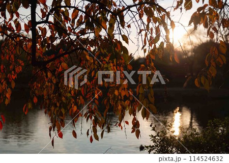水面に写る夕陽と紅葉 水面に写る夕陽と紅葉 114524632