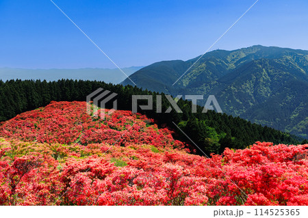 山肌染める真っ赤なツツジ 山肌染める真っ赤なツツジ 114525365