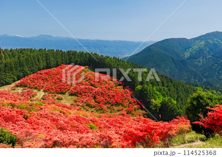 山肌染める真っ赤なツツジ 114525368