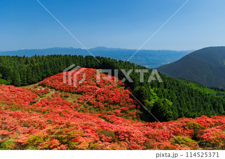山肌染める真っ赤なツツジ 山肌染める真っ赤なツツジ 114525371