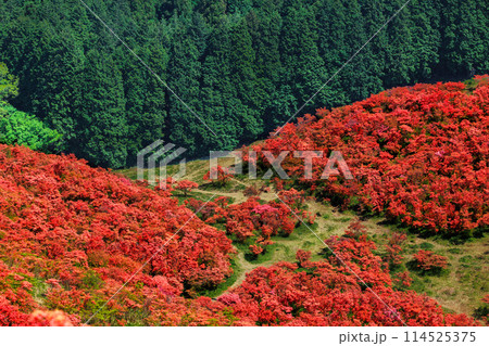 山肌染める真っ赤なツツジ 114525375