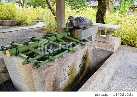 京都　松尾大社　亀の手水舎（京都府京都市西京区） 114525533