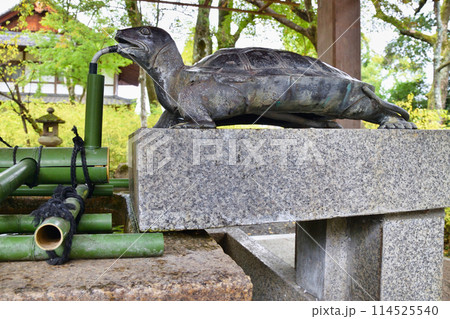 京都 松尾大社 亀の手水舎(京都府京都市西京区) 京都 松尾大社 亀の手水舎(京都府京都市西京区) 114525540
