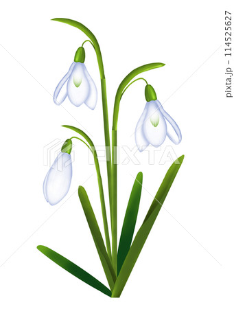 スノードロップの花のイラスト 114525627