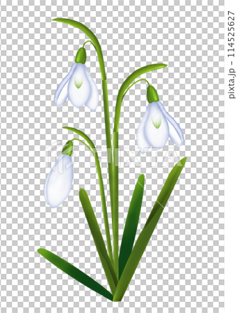 スノードロップの花のイラスト 114525627