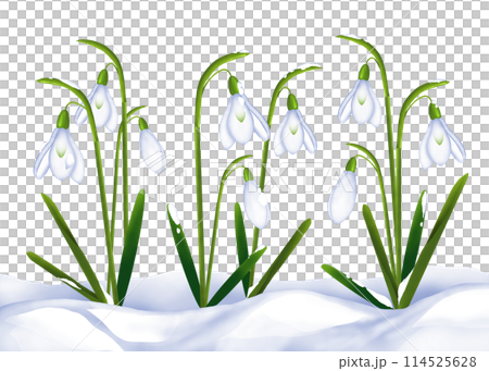 雪の中で咲くスノードロップの花 114525628