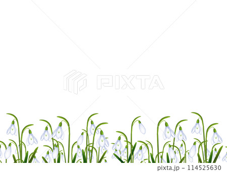 スノードロップの花のフレーム 114525630