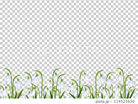 スノードロップの花のフレーム 114525630