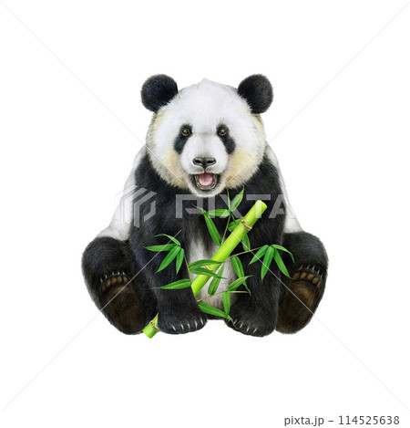 Panda holding bamboo stick. Watercolor illustration. Hand drawn cute asian bear. Cute sitting giant panda with bamboo sprout. Ailuropoda melanoleuca China native wildlife animal. White background 114525638
