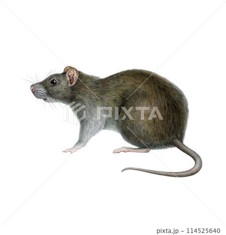 Rat animal watercolor illustration. Hand drawn Rattus norvegicus wildlife rodent. Standing rat side view vintage style illustration. Urban garbage dump and trash inhabitant animal. White background 114525640