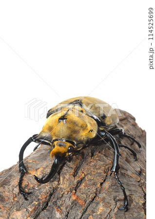 エレファスゾウカブトの樹木の上で　白背景 114525699