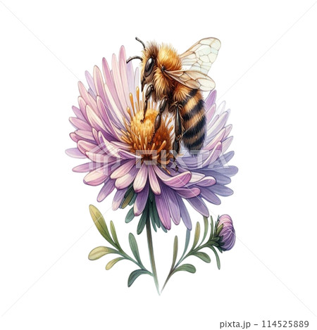 Bee on Aster flower 114525889