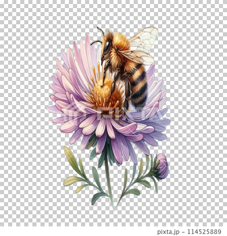 Bee on Aster flower 114525889