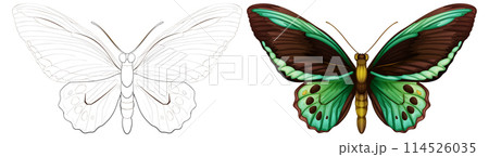 Colorful Butterfly Vector Illustration 114526035