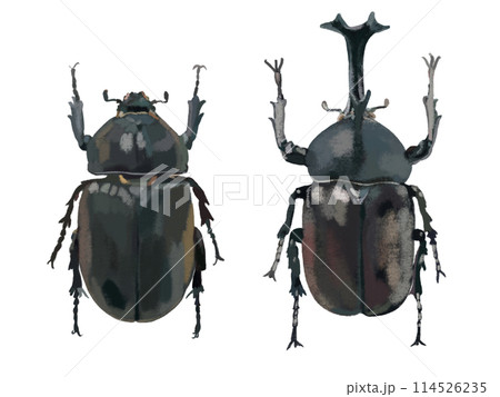 カブトムシ（雌雄） 114526235