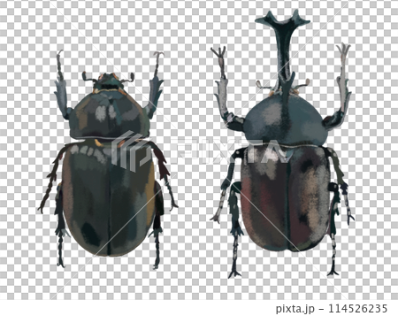 カブトムシ（雌雄） 114526235