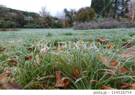 Dew-covered grass amidst snow, the beauty of nature's textures 114526754