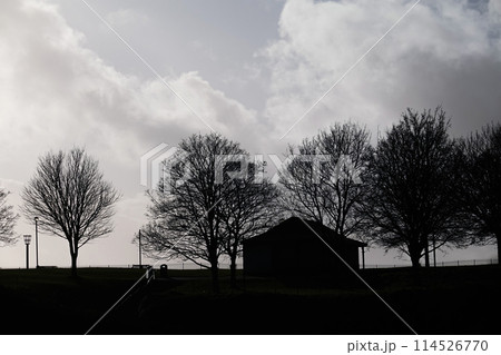 Park Sunset Silhouette, A tranquil scene of a tree's silhouette against a sunset backdrop in a serene park setting Park Sunset Silhouette, A tranquil scene of a tree's silhouette against a sunset backdrop in a serene park setting 114526770