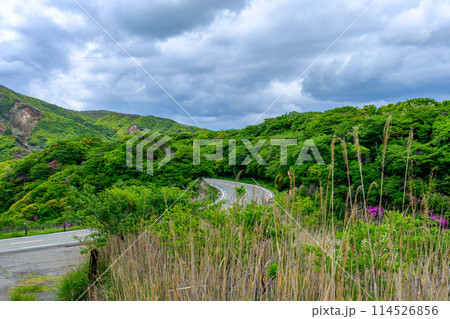 阿蘇パノラマラインから観える新緑に映える阿蘇の山麓とミヤマキリシマの花 (阿蘇火口への道) 阿蘇パノラマラインから観える新緑に映える阿蘇の山麓とミヤマキリシマの花 (阿蘇火口への道) 114526856