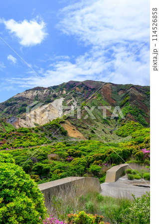 阿蘇パノラマラインから観える新緑に映える阿蘇の山麓とミヤマキリシマの花 (阿蘇火口への道) 阿蘇パノラマラインから観える新緑に映える阿蘇の山麓とミヤマキリシマの花 (阿蘇火口への道) 114526858
