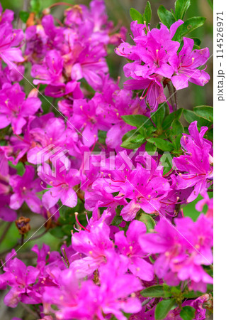 阿蘇パノラマライン道路に咲き乱れる新緑に映えるミヤマキリシマの花　(阿蘇山中岳・阿蘇火口への道) 114526971