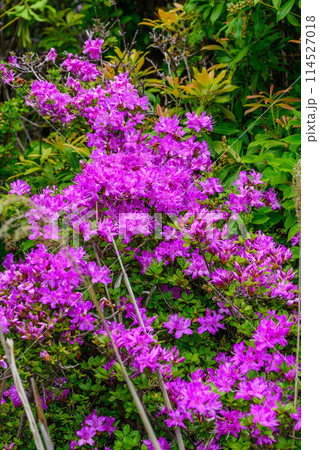 阿蘇パノラマライン道路に咲き乱れる新緑に映えるミヤマキリシマの花 (阿蘇山中岳・阿蘇火口への道) 阿蘇パノラマライン道路に咲き乱れる新緑に映えるミヤマキリシマの花 (阿蘇山中岳・阿蘇火口への道) 114527018