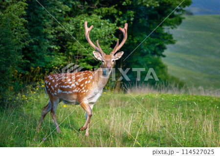 Deer standing in field with trees 114527025
