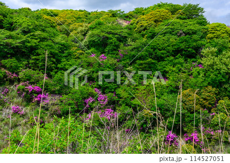 阿蘇パノラマラインから観える新緑に映える阿蘇の山麓とミヤマキリシマの花　(阿蘇火口への道) 114527051