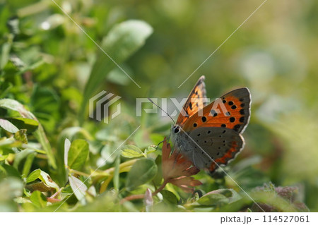 くさにとまるベニシジミ蝶 114527061