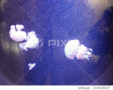 クラゲのいる水槽 クラゲのいる水槽 114528027