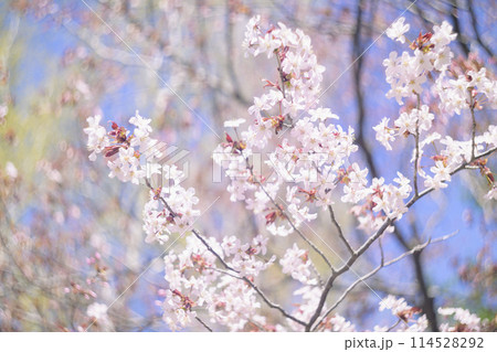 満開の桜(オールドレンズ撮影) 満開の桜(オールドレンズ撮影) 114528292