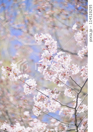 満開の桜（オールドレンズ撮影） 114528295