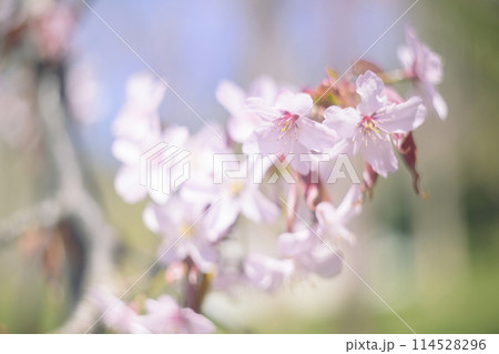 満開の桜（オールドレンズ撮影） 114528296