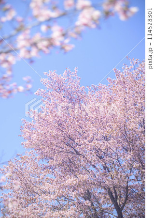 満開の桜と青空（オールドレンズ撮影） 114528301