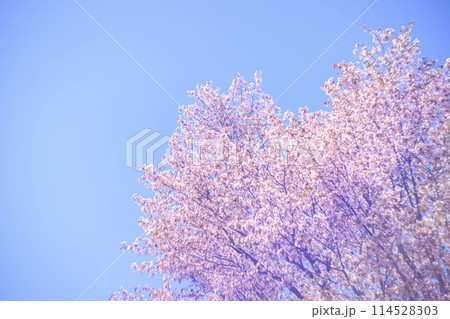 満開の桜と青空（オールドレンズ撮影） 114528303