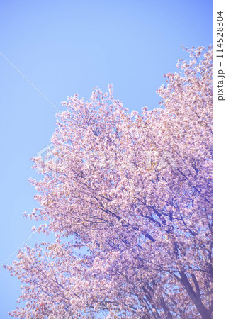 満開の桜と青空（オールドレンズ撮影） 114528304