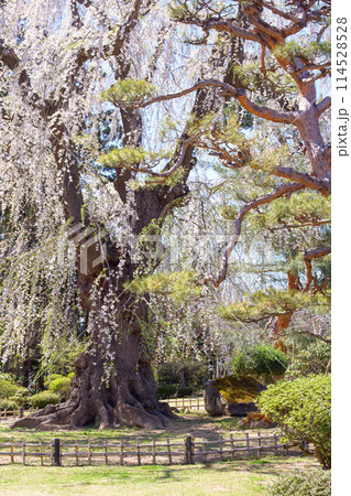 優雅な枝垂れ桜の古木　藤田記念庭園　青森県　 114528528
