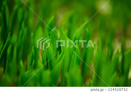 Summer background. Flowers and plants background. Summer background. Flowers and plants background. 114528732