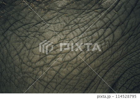 lephant skin texture art nature photography. 114528795