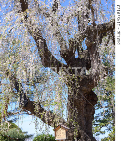 樹齢を重ねた枝垂れ桜の古木　藤田記念庭園　青森県　 114529123
