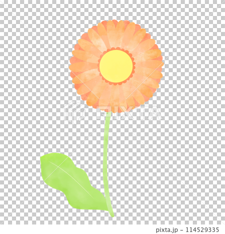 手書き風 一輪のガーベライラスト 手書き風 一輪のガーベライラスト 114529335