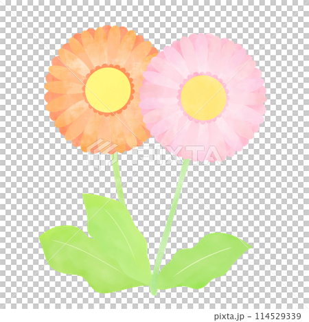 Hand-drawn illustration of two gerberas Hand-drawn illustration of two gerberas 114529339
