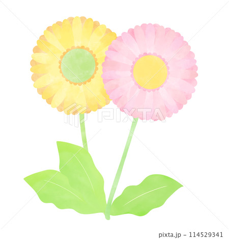 手書き風　二輪のガーベライラスト 114529341