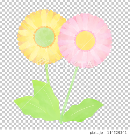 手書き風　二輪のガーベライラスト 114529341