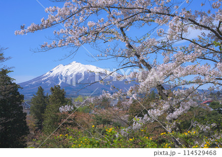 藤田記念庭園より望む岩木山と桜　青森県　 114529468