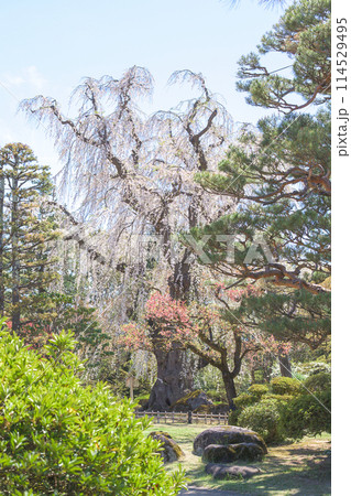 逆光に輝く美しい枝垂れ桜　藤田記念庭園　青森県　 114529495