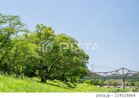 新緑の木津川の川原　京都府笠置町 114529864