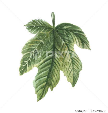 Watercolor fig leaf isolated on white background. Illustration of figue in natural style, ready to use. Design for covers, packaging, labels, menu, season offer. 114529877